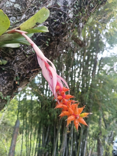 Bromélia de Risco Verde