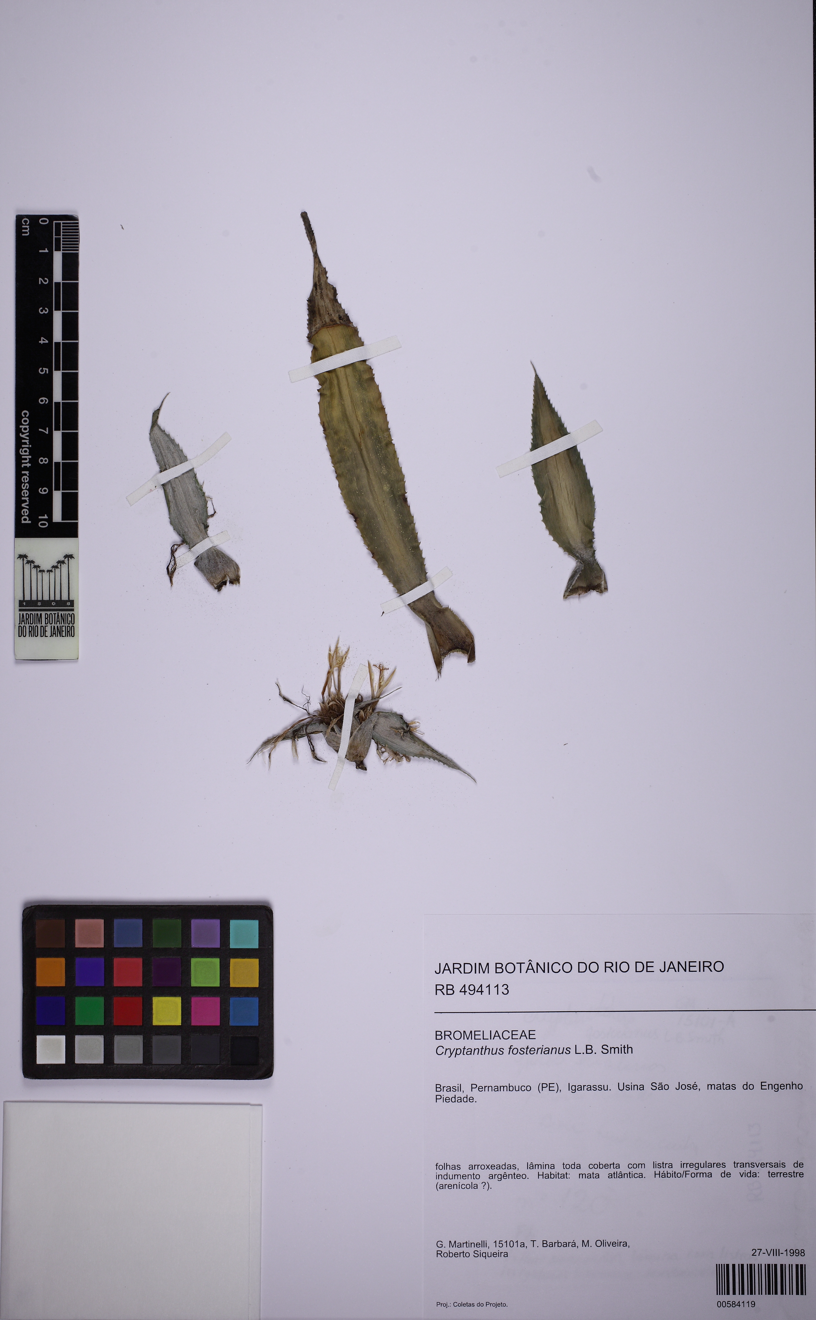 Bromélia Criptantus Preta