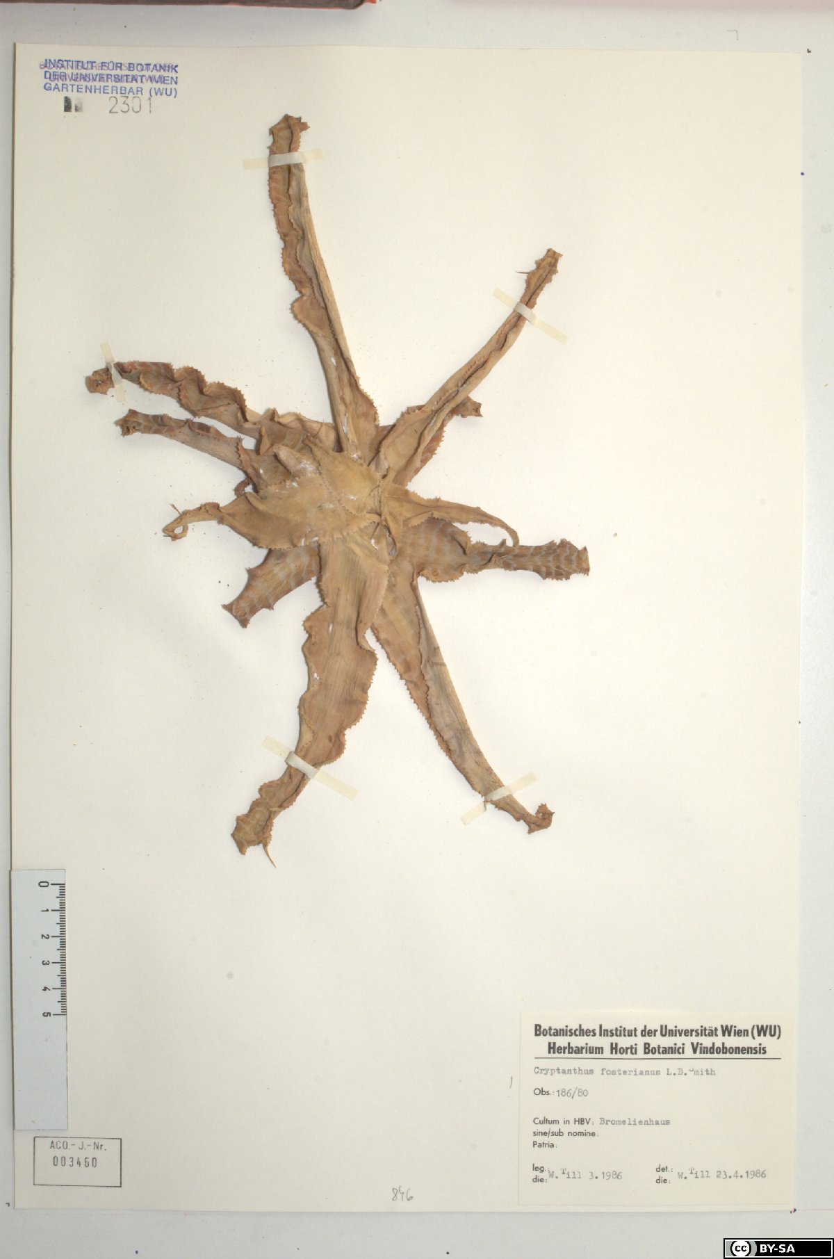 Bromélia Criptantus Preta