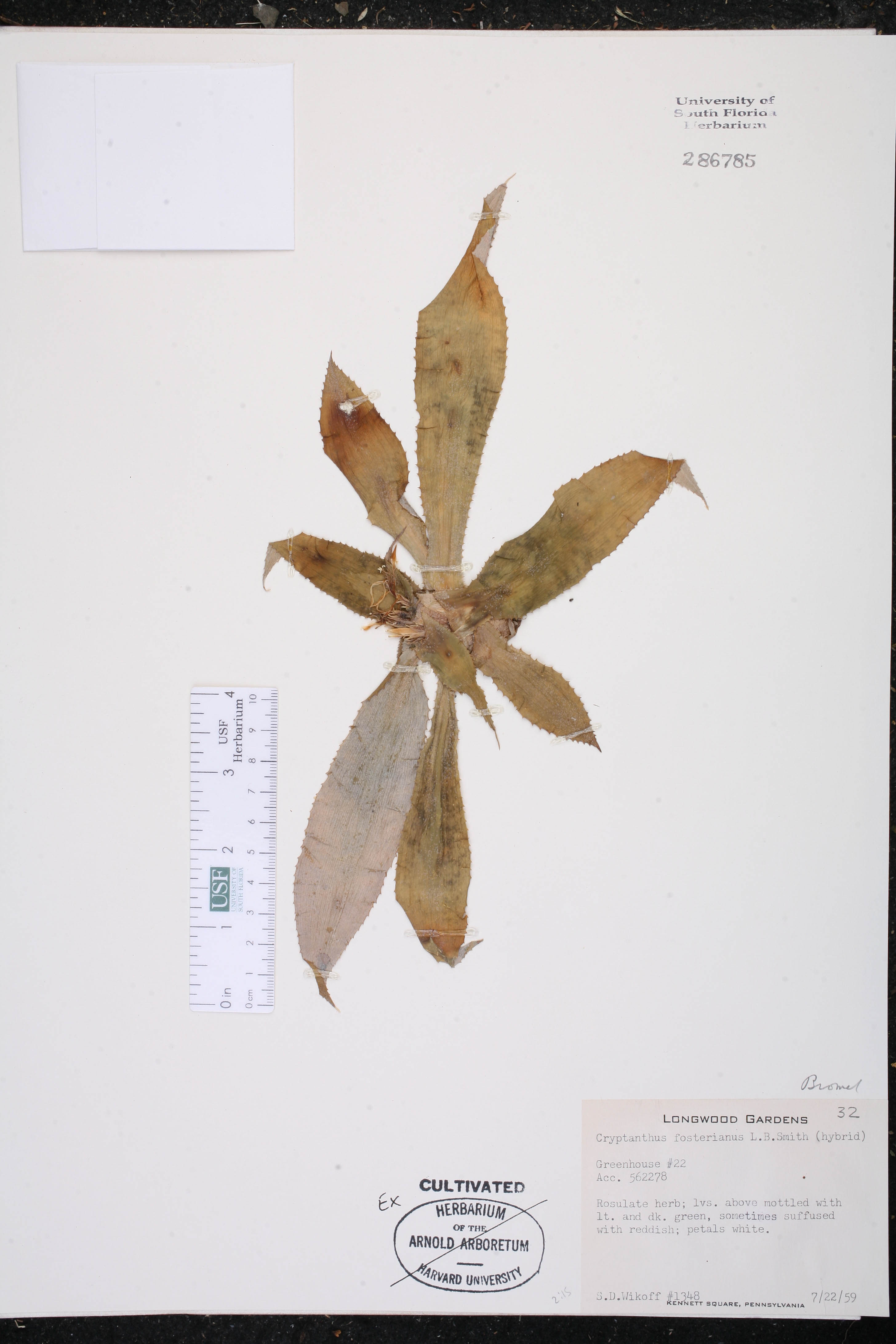 Bromélia Criptantus Preta