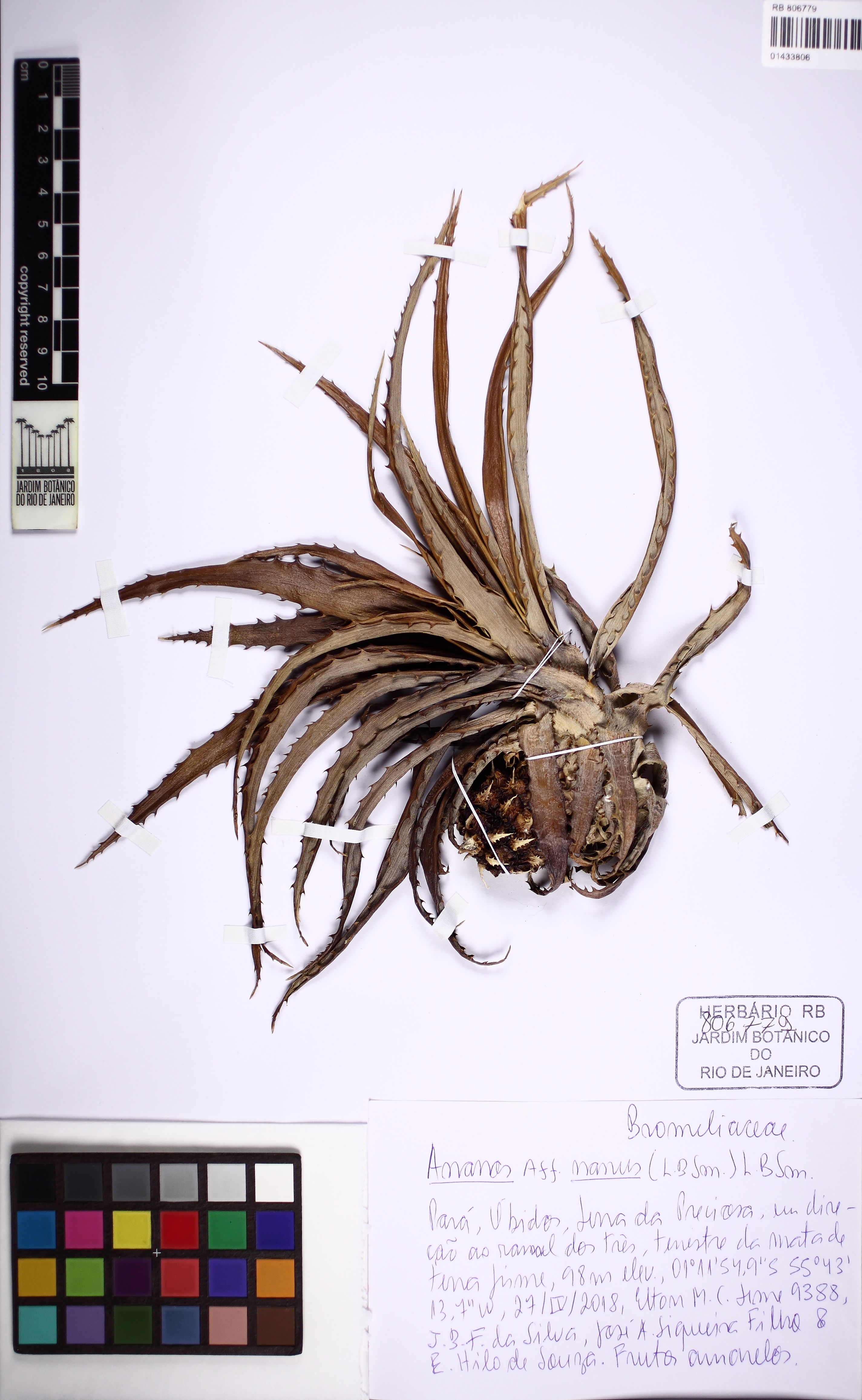 Bromélia Abacaxi Ornamental