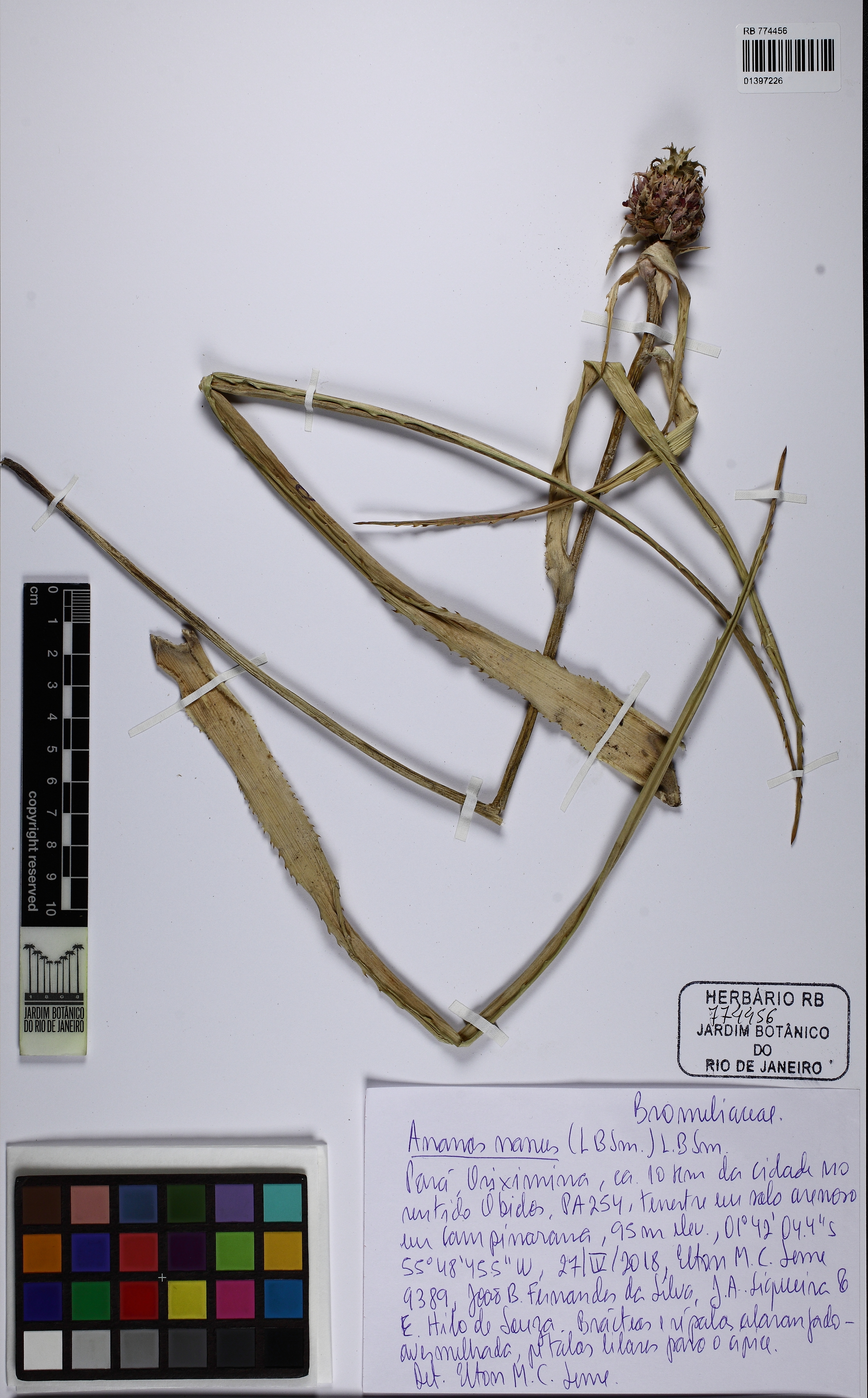 Bromélia Abacaxi Ornamental