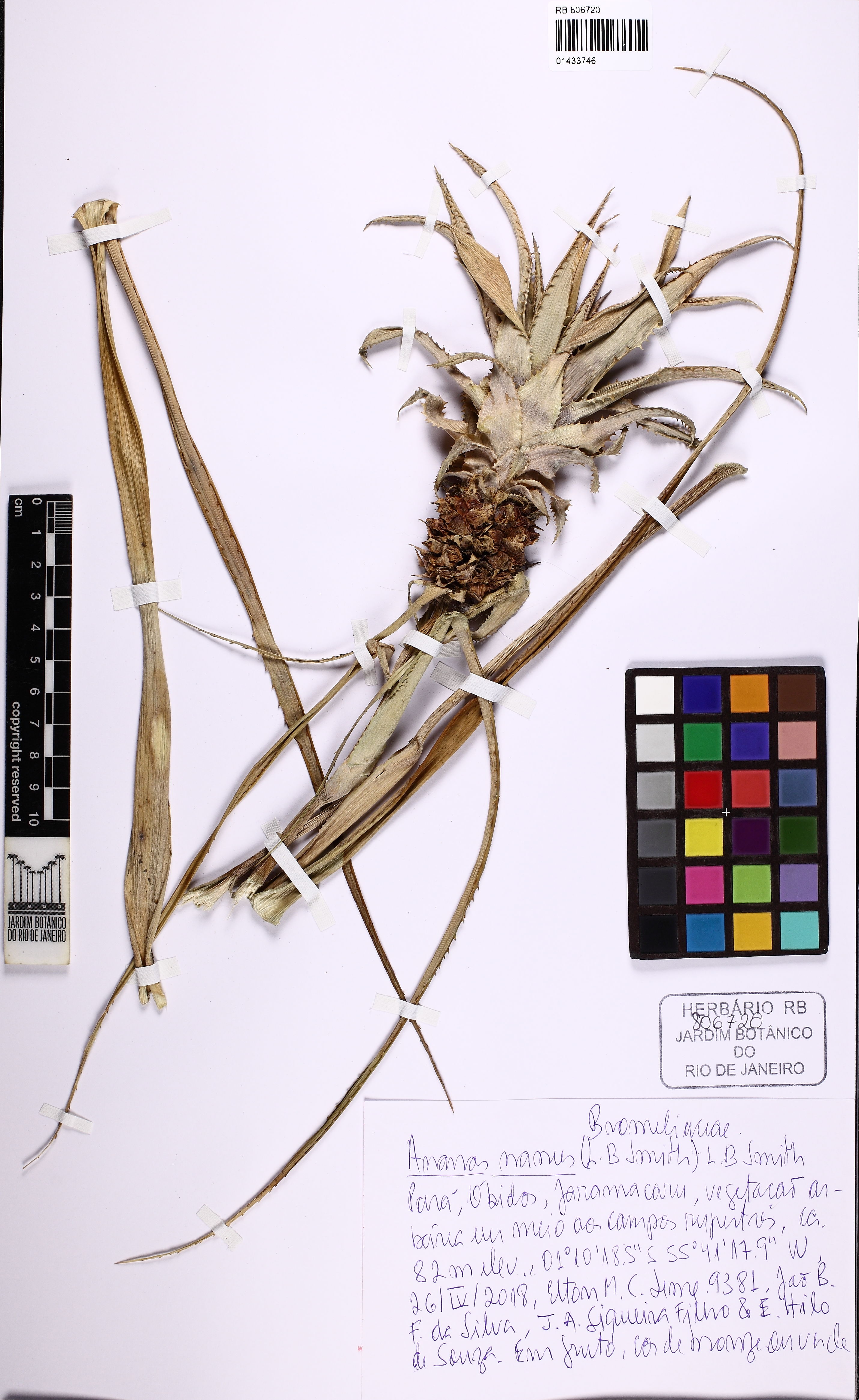 Bromélia Abacaxi Ornamental