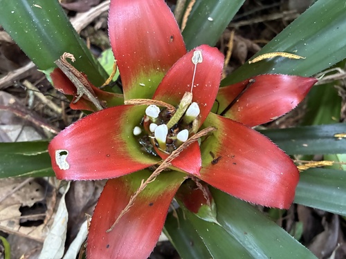 Bromélia de Sombra
