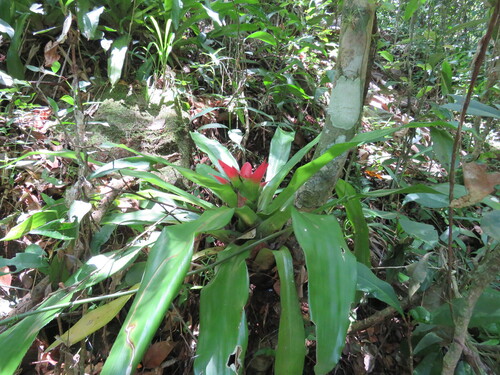 Bromélia de Sombra