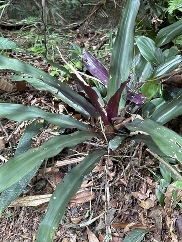 Bromélia de Sombra