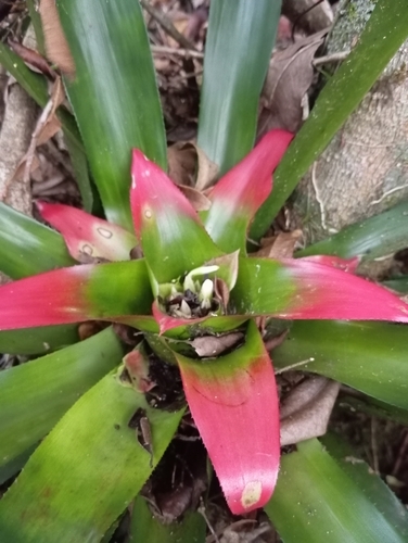 Bromélia de Sombra