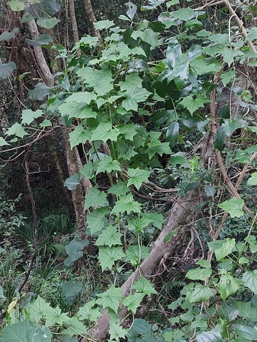 Suculenta Colar de Pérolas