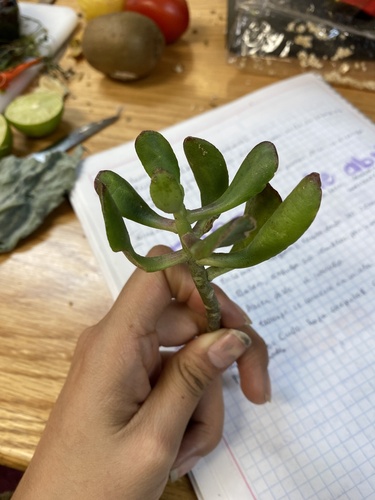 Suculenta Bálsamo