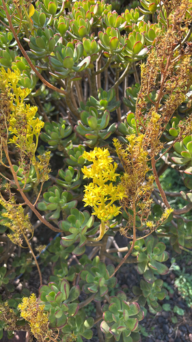 Suculenta Bálsamo