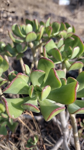 Suculenta Bálsamo