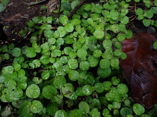 Suculenta Dinheiro em Penca