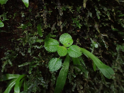 Suculenta Dinheiro em Penca