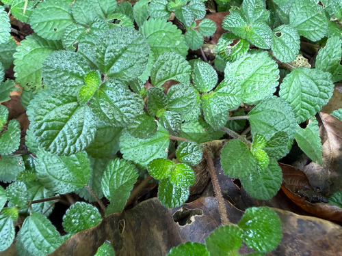 Suculenta Dinheiro em Penca