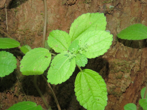 Suculenta Dinheiro em Penca