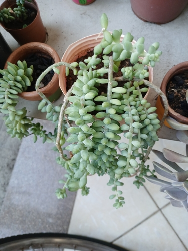 Suculenta Dedo de Moça Gigante