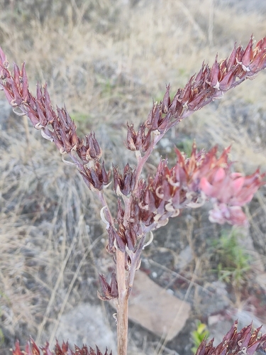Suculenta Roseta Gigante