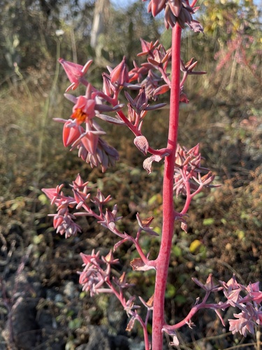 Suculenta Roseta Gigante