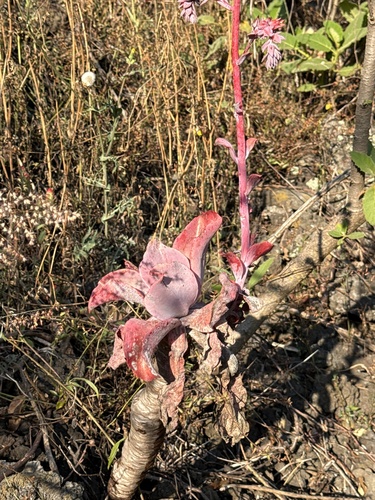 Suculenta Roseta Gigante