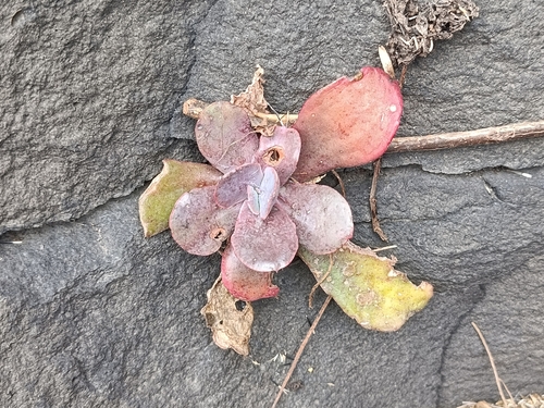 Suculenta Roseta Gigante