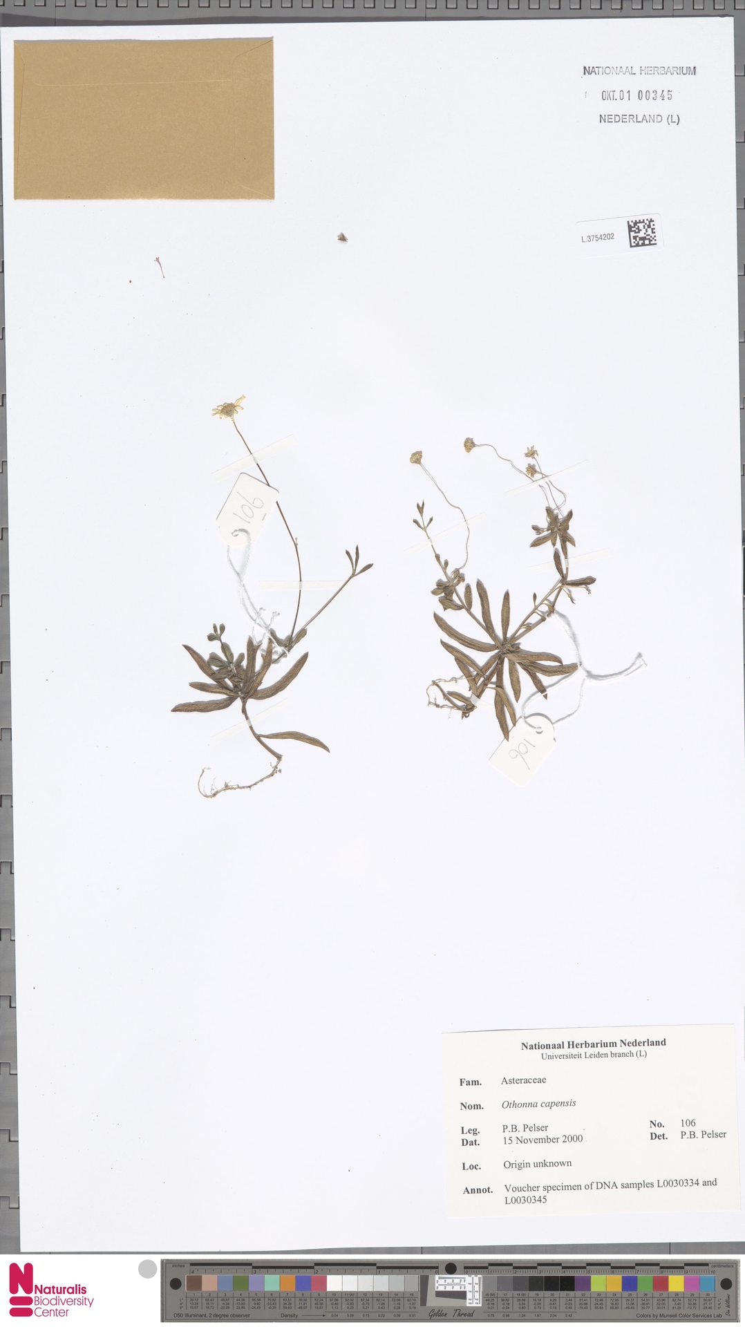 Suculenta Colar de Rubis