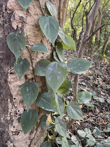 Jiboia Cascata / Philodendron Micans