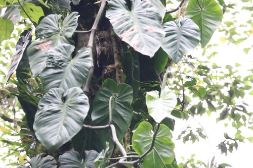 Jiboia Cascata / Philodendron Micans