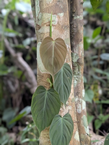 Jiboia Cascata / Philodendron Micans
