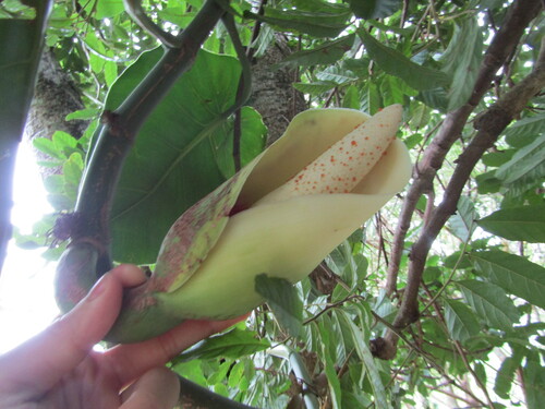 Jiboia Cascata / Philodendron Micans