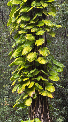 Jiboia Pintada de Sol