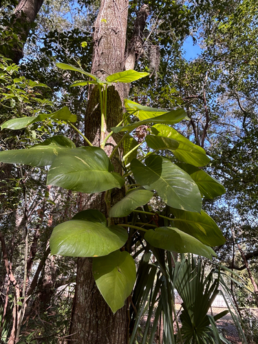 Jiboia Gigante