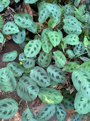 Maranta Pena de Pavão