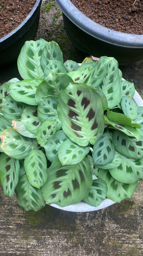 Maranta Pena de Pavão