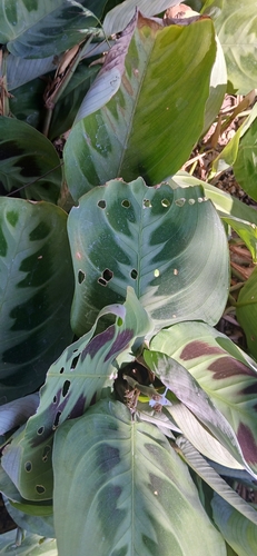 Maranta Pena de Pavão