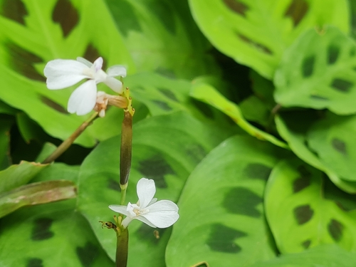 Maranta Pena de Pavão