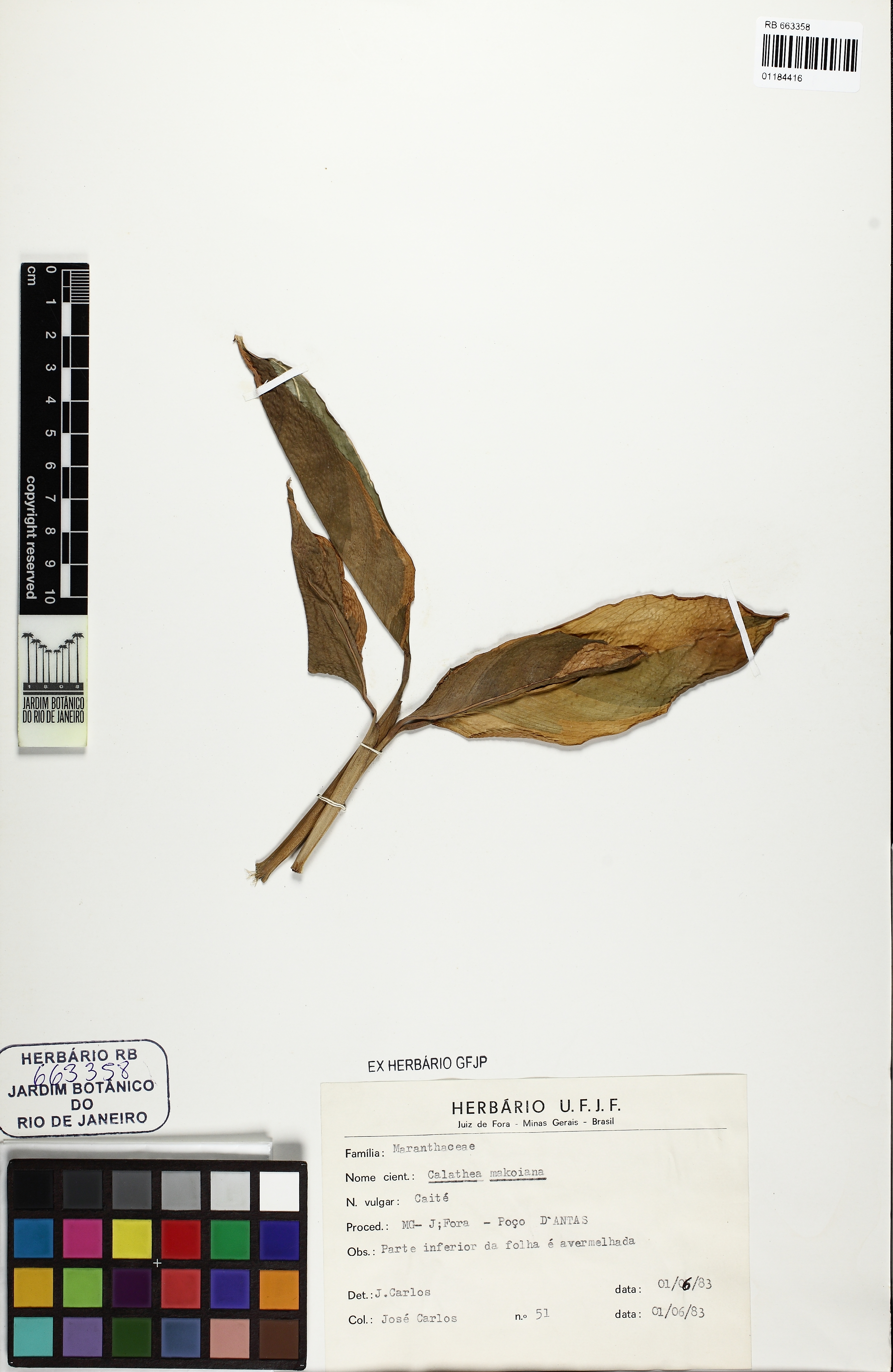 Calathea Pena de Pavão Prata
