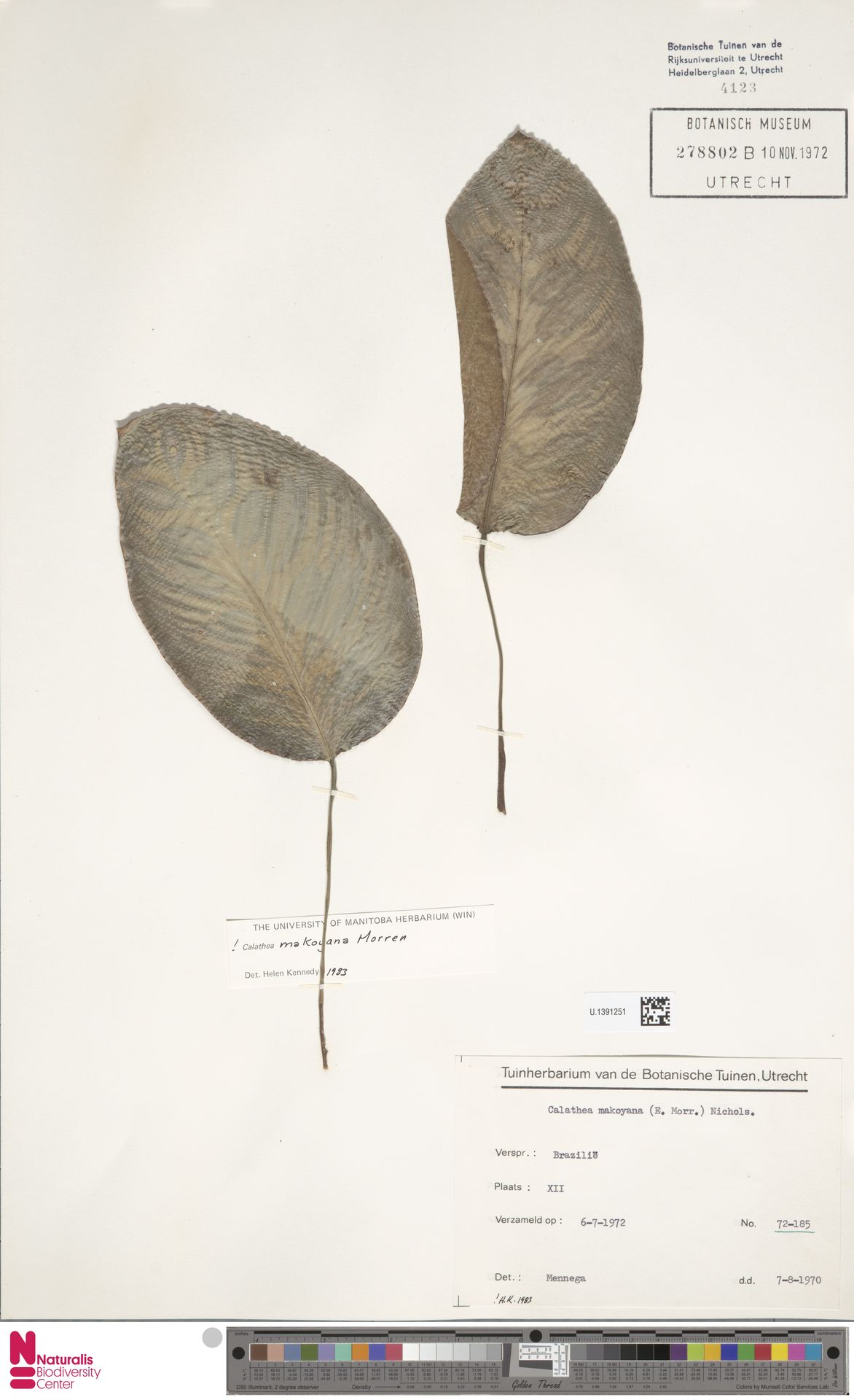 Calathea Pena de Pavão Prata