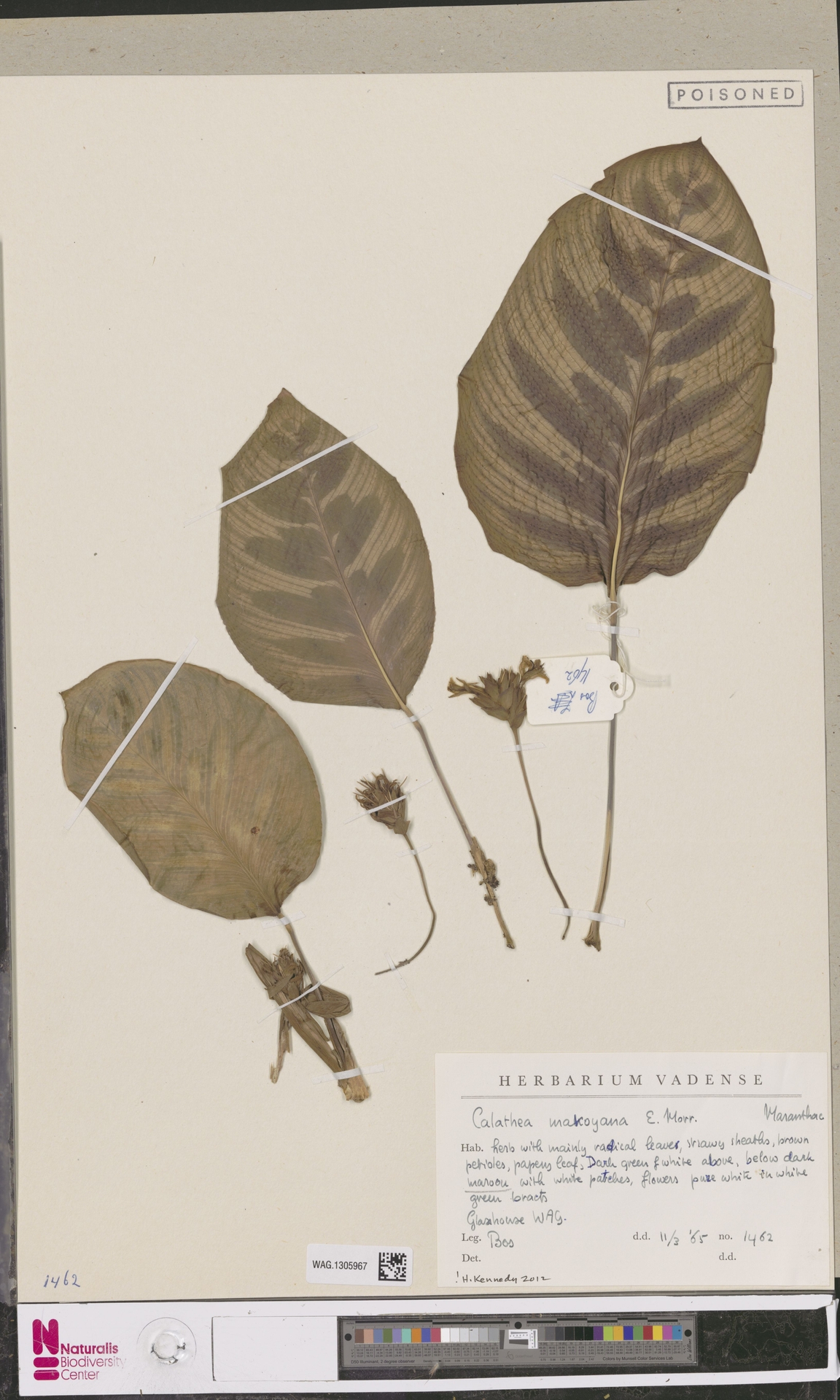 Calathea Pena de Pavão Prata