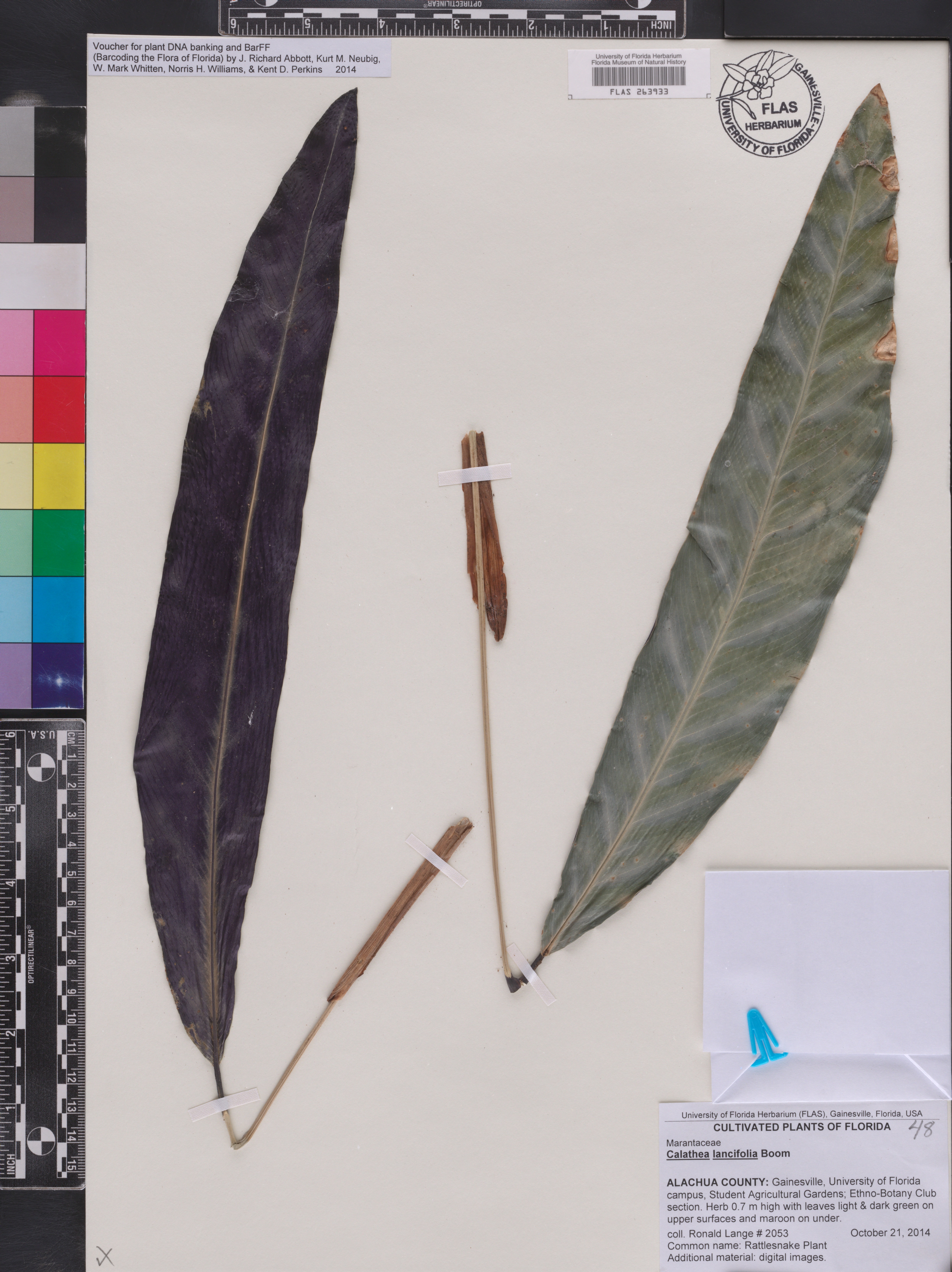 Maranta Cascavel