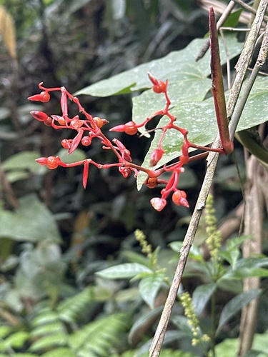 Maranta Três Cores