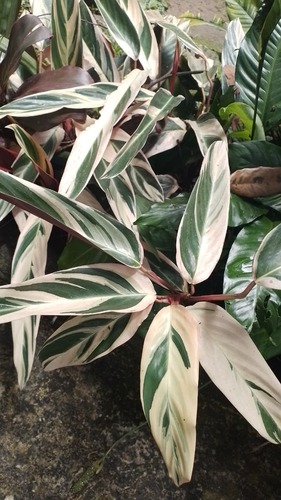 Maranta Três Cores