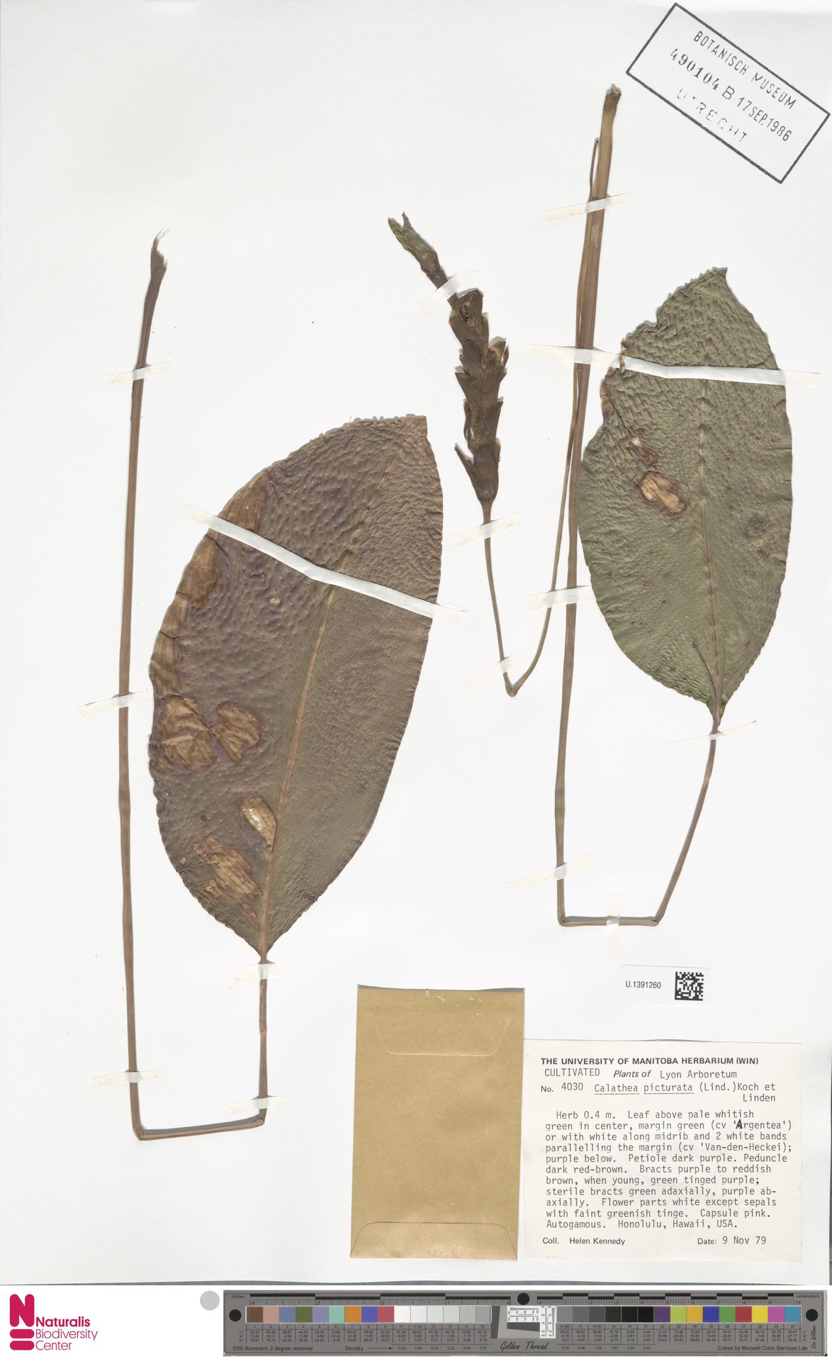 Maranta Cinza / Prateada