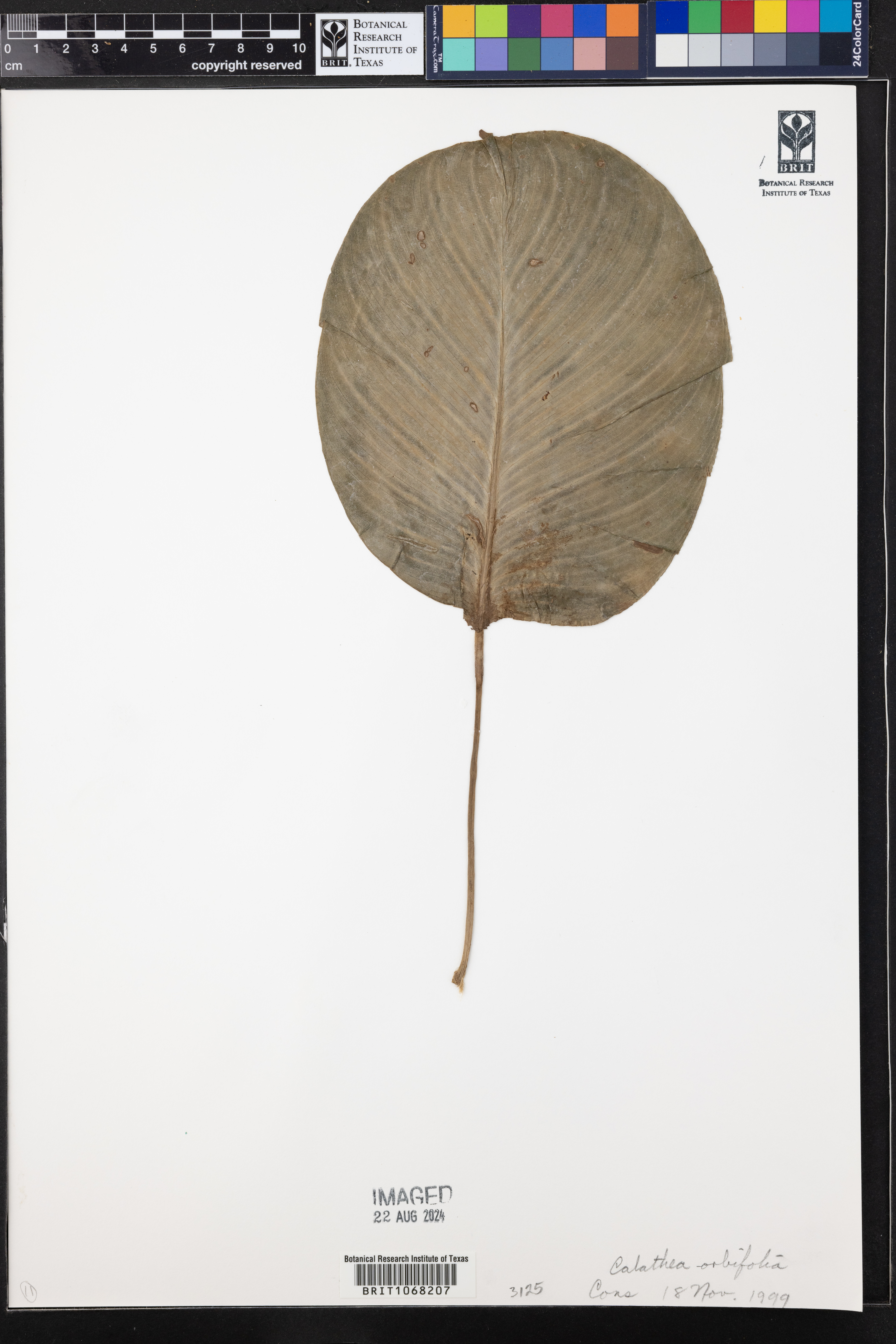 Maranta Melancia