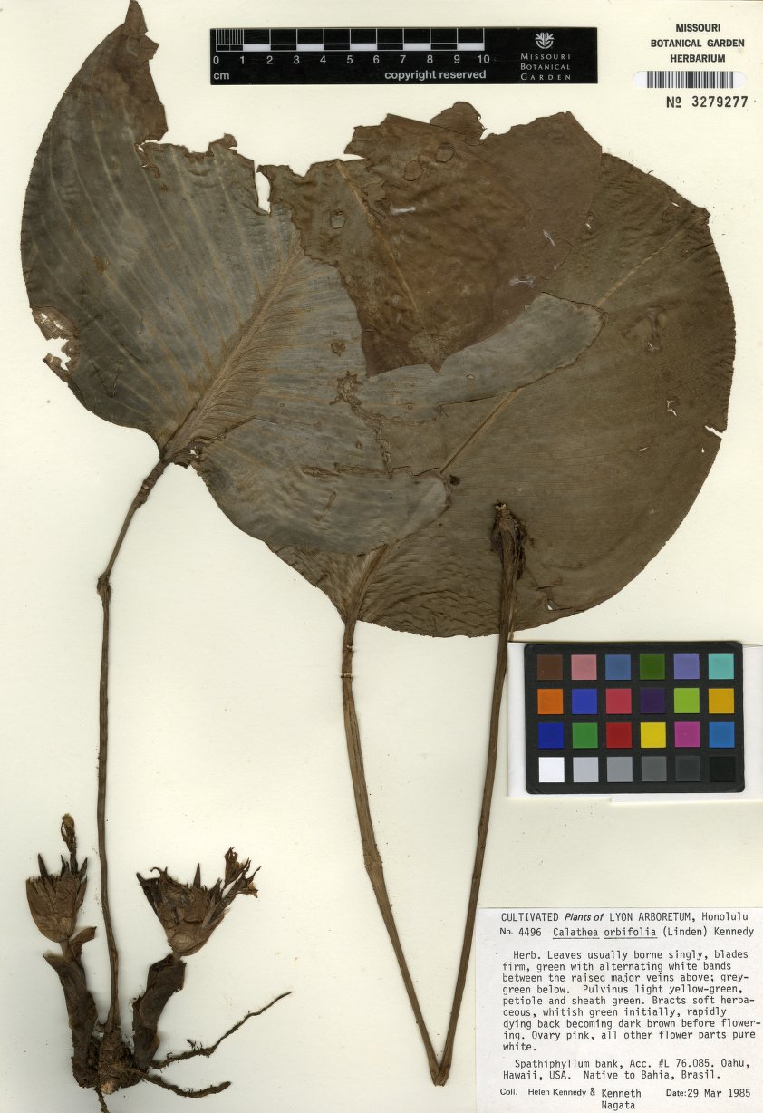 Maranta Melancia