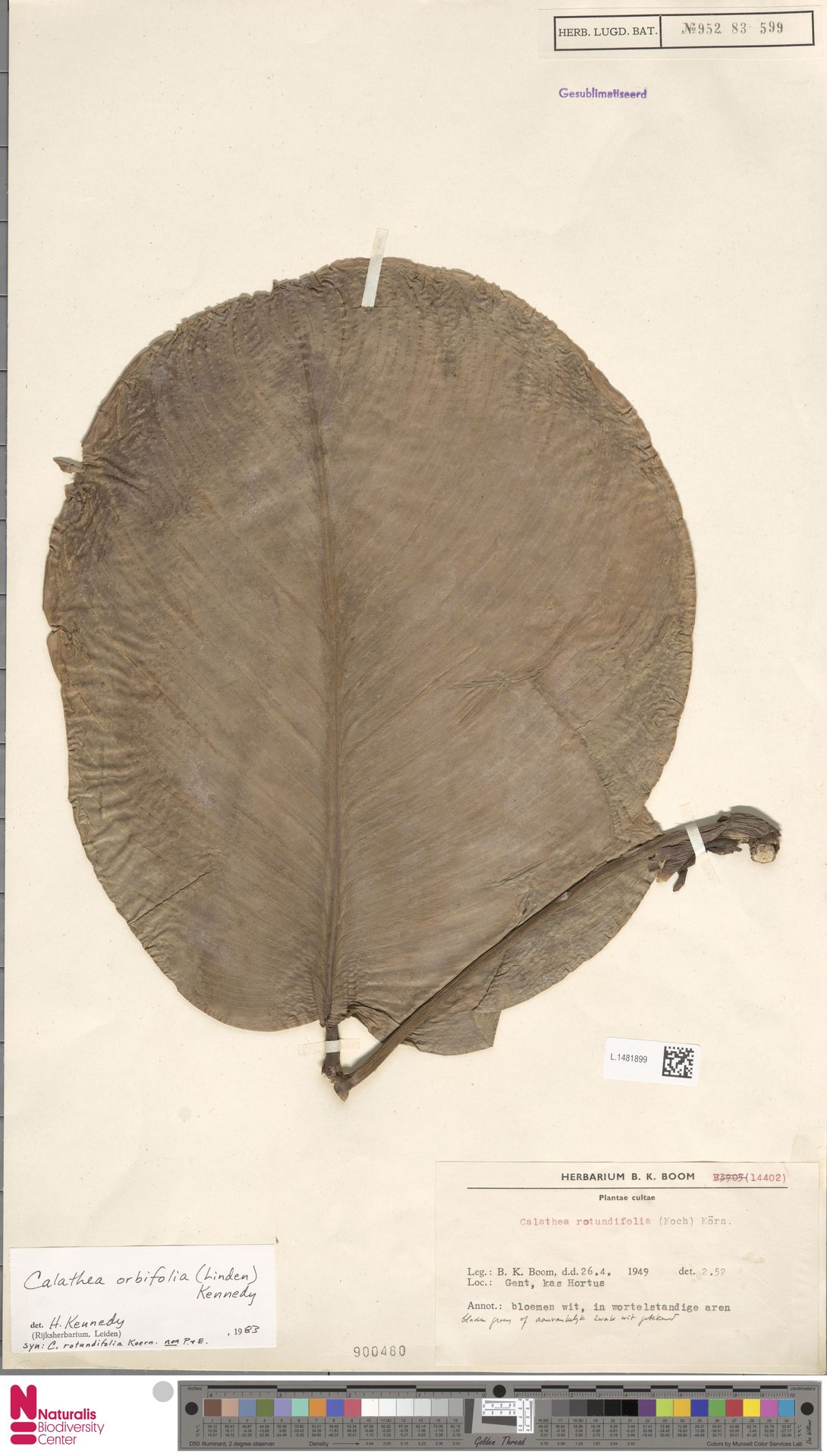 Maranta Melancia