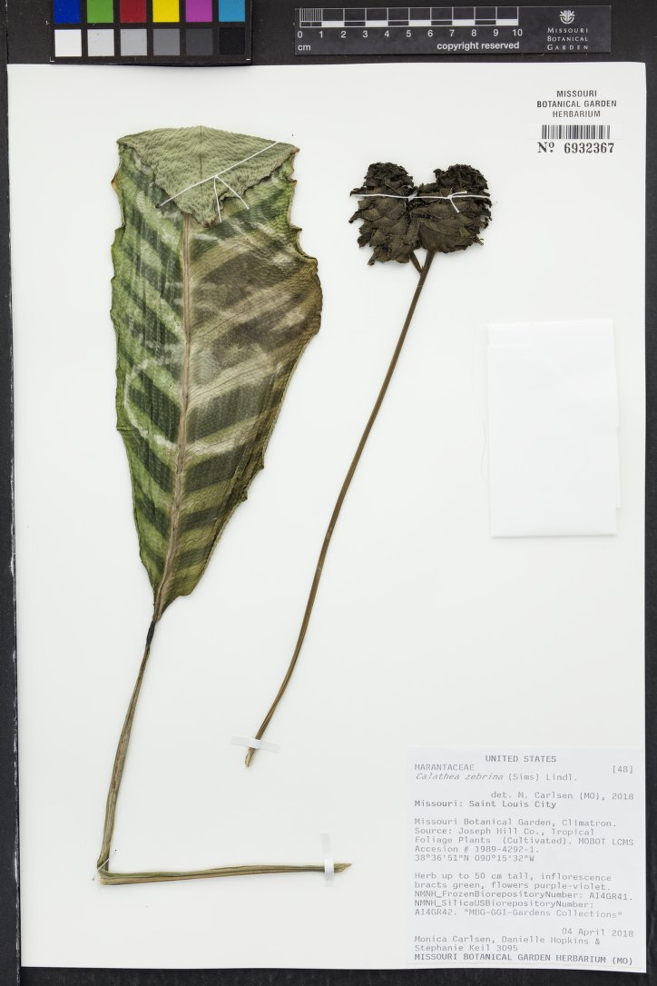 Maranta Listrada