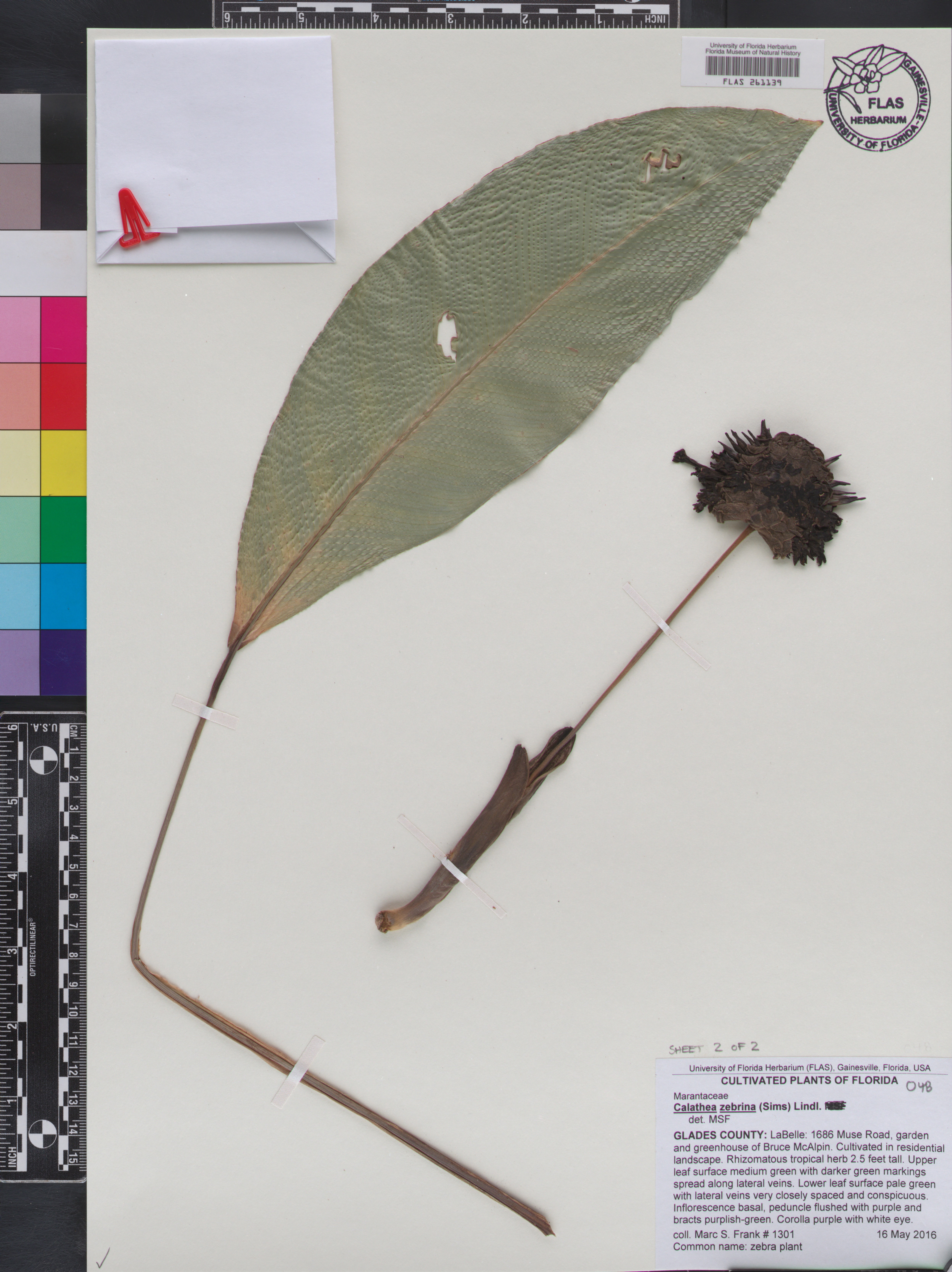 Maranta Listrada