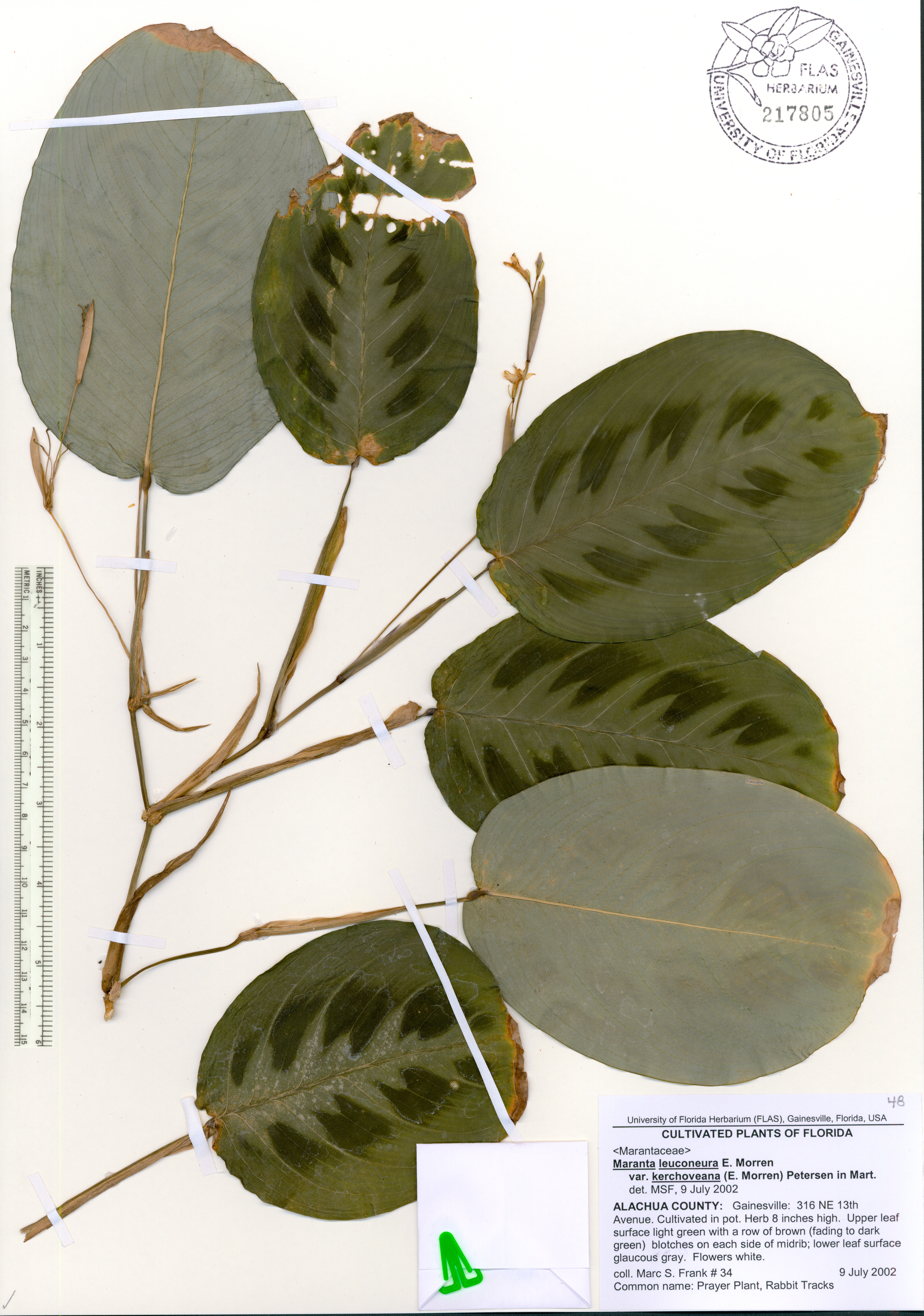 Maranta de Vaso Rasteira