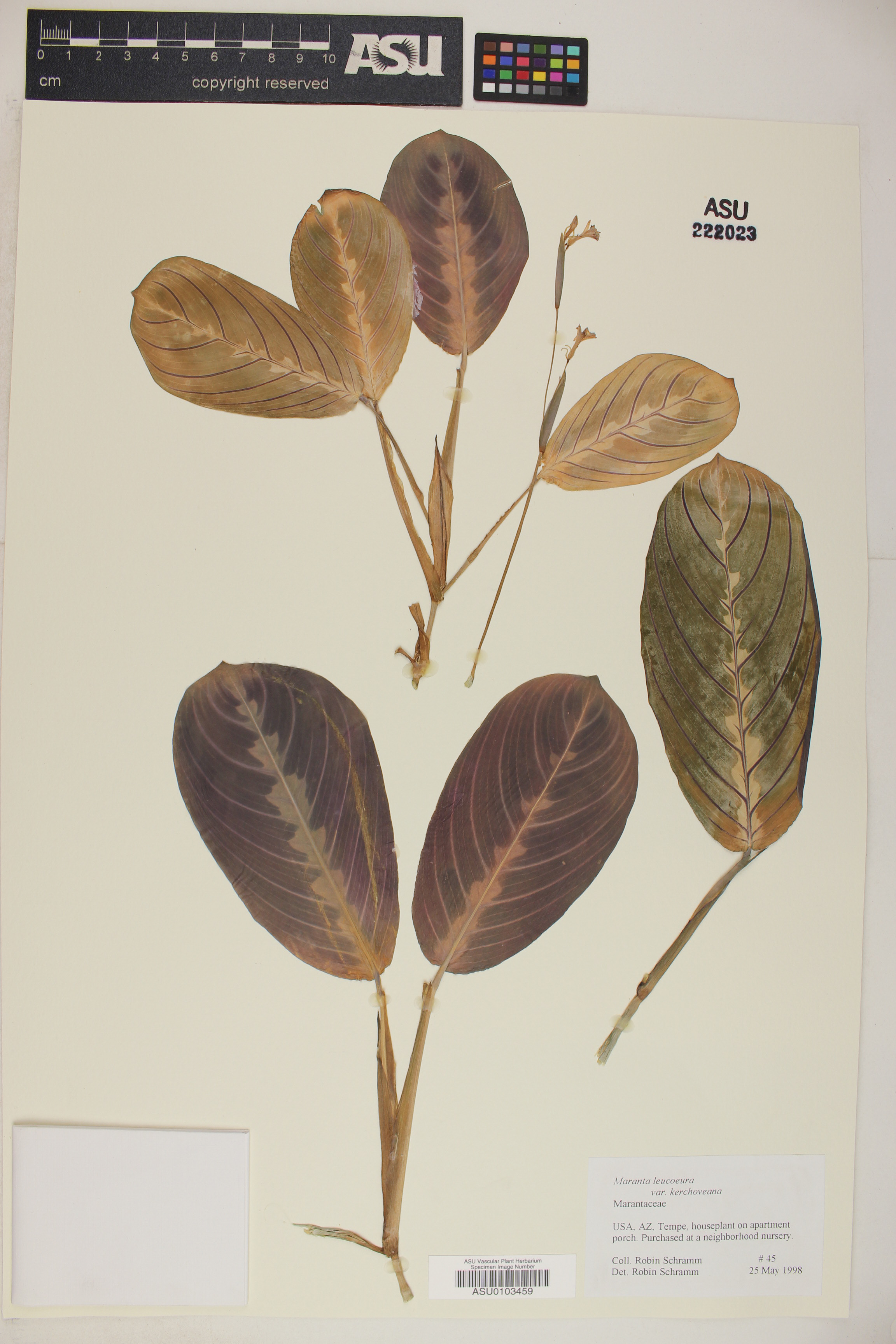 Maranta de Vaso Rasteira