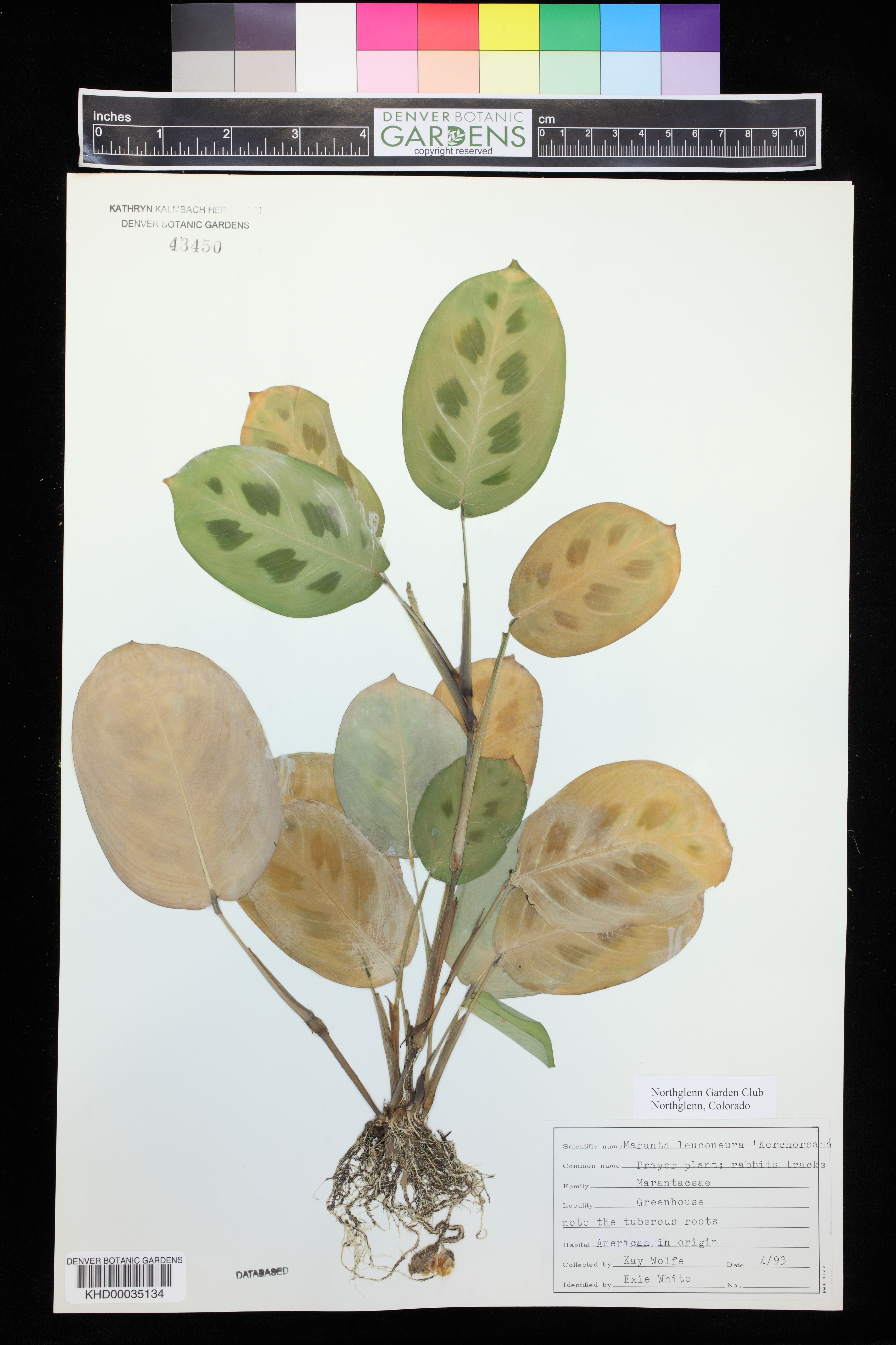 Maranta de Vaso Rasteira